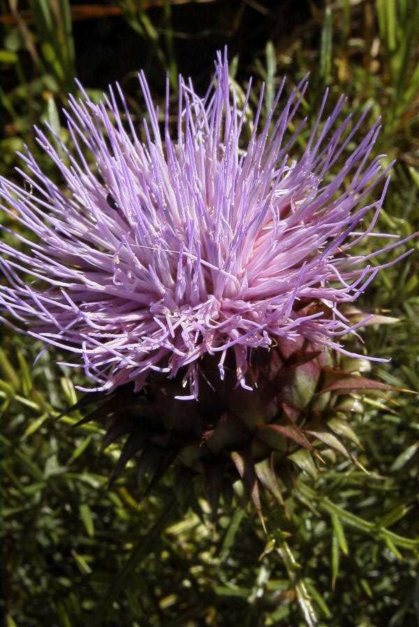 2003-04-20-036-Thistle