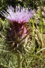 2003-04-20-037-Thistle
