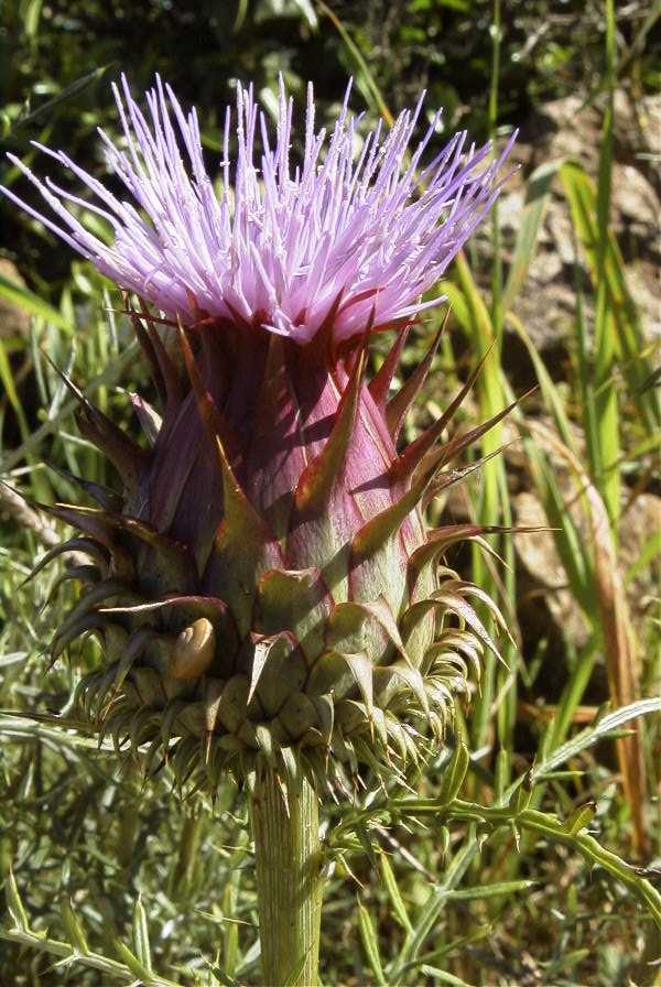 2003-04-20-037-Thistle