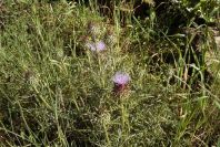 2003-04-20-038-Thistle