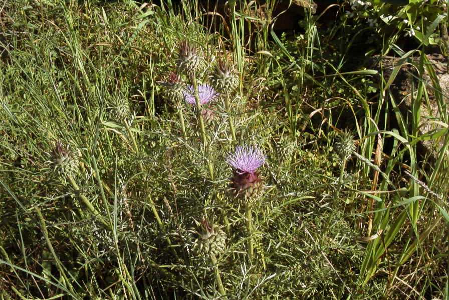 2003-04-20-038-Thistle
