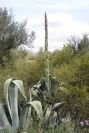 2003-04-21-003-Agave-americana