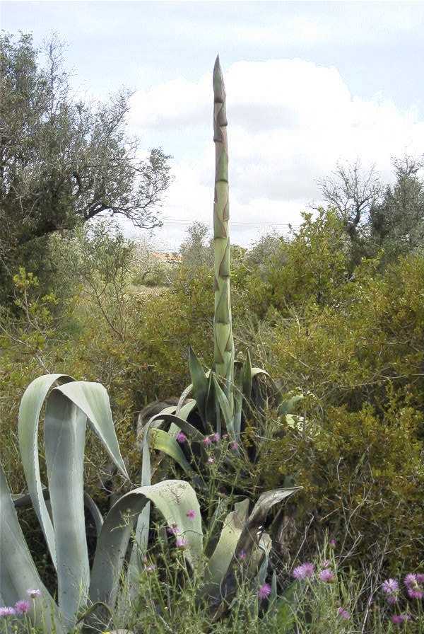 2003-04-21-003-Agave-americana