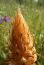 2003-04-21-004-Orobanche-pale