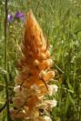 2003-04-21-005-Orobanche-pale