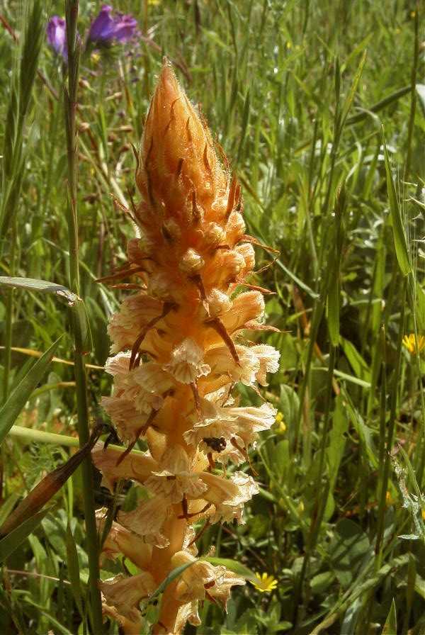 2003-04-21-006-Orobanche-pale