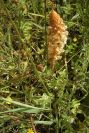 2003-04-21-007-Orobanche-pale