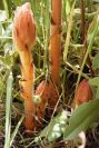 2003-04-21-008-Orobanche-pale