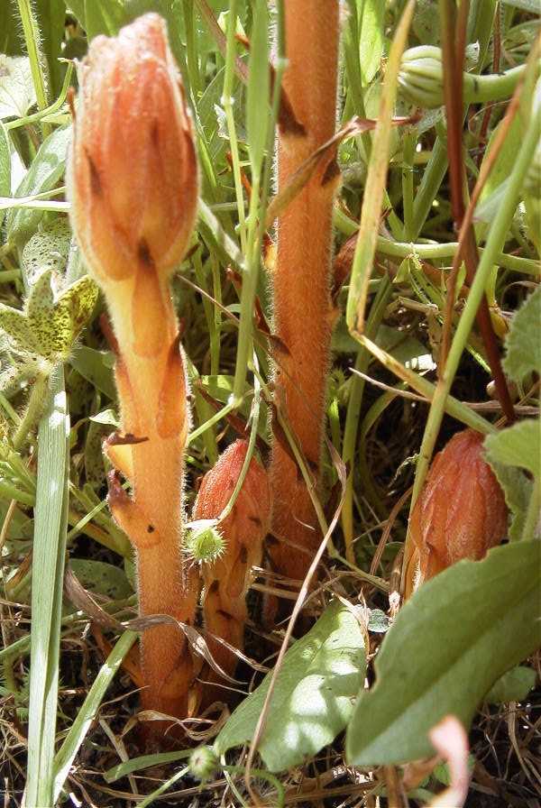 2003-04-21-008-Orobanche-pale