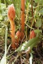 2003-04-21-009-Orobanche-pale