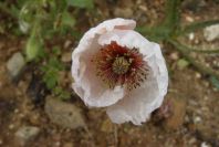 2003-04-21-011-Poppy-white