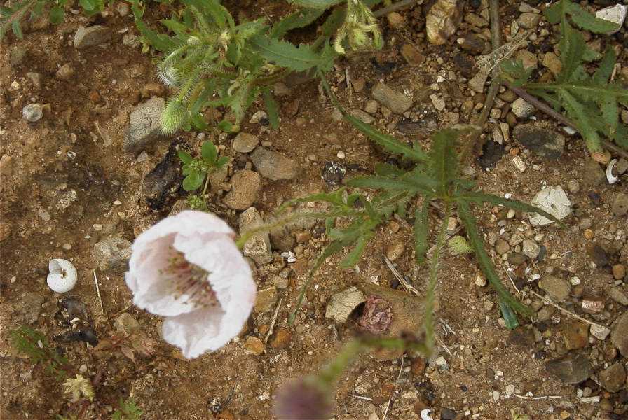 2003-04-21-012-Poppy-white