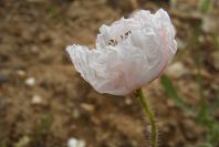 2003-04-21-013-Poppy-white