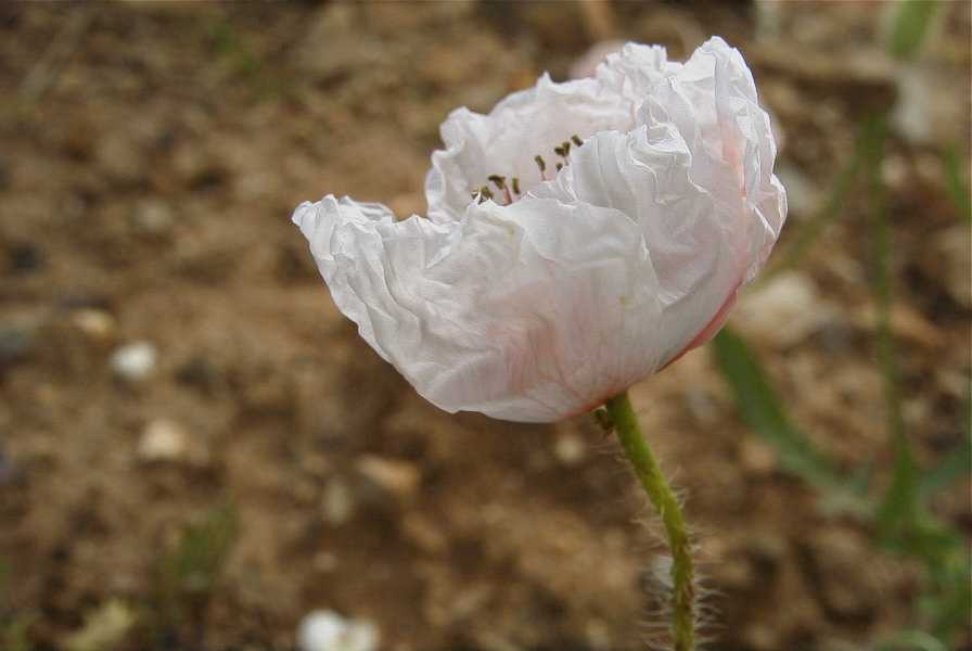 2003-04-21-013-Poppy-white