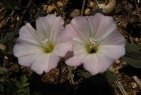 2003-04-21-014-Convolvulus