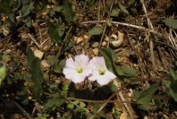 2003-04-21-015-Convolvulus