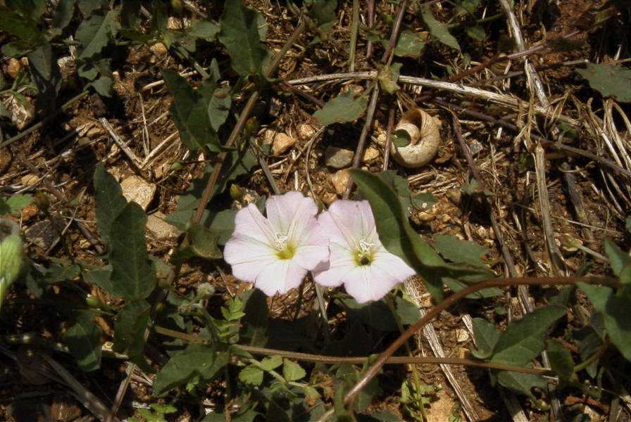 2003-04-21-015-Convolvulus