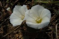 2003-04-21-016-Convolvulus