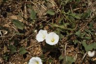 2003-04-21-017-Convolvulus