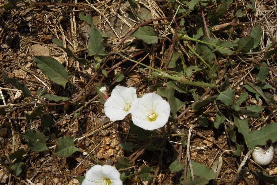 2003-04-21-017-Convolvulus