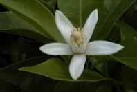 2003-04-21-019-Orange-blossom