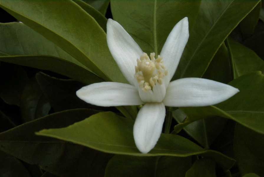 2003-04-21-019-Orange-blossom