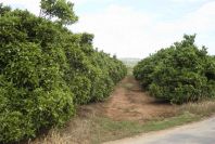 2003-04-21-020-Orange-orchard