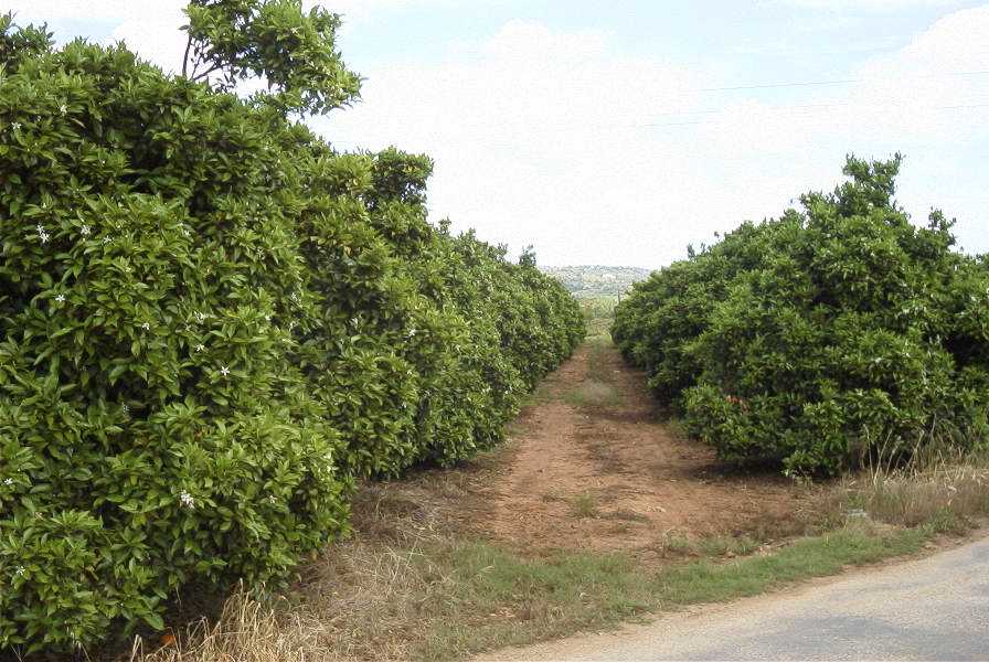 2003-04-21-020-Orange-orchard