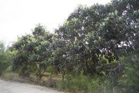 2003-04-21-021-Loquats