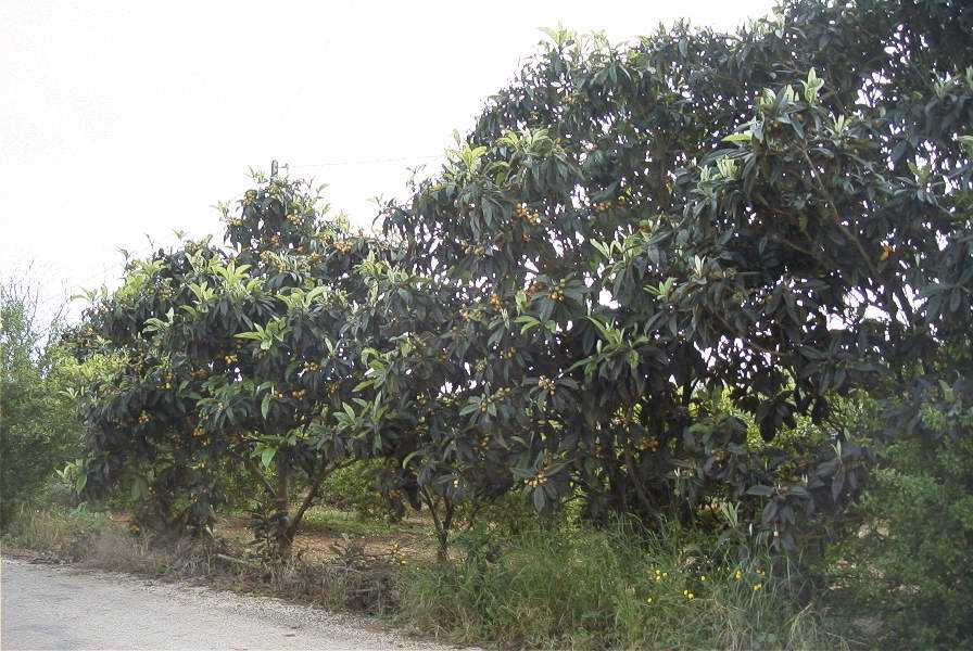 2003-04-21-021-Loquats