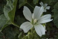 2003-04-21-022-Mallow-white