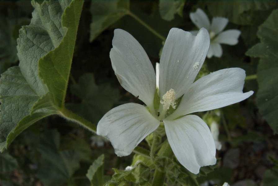 2003-04-21-022-Mallow-white