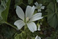 2003-04-21-023-Mallow-white