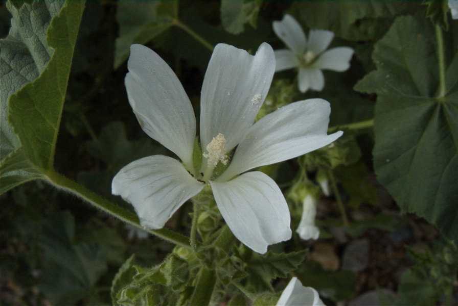 2003-04-21-023-Mallow-white