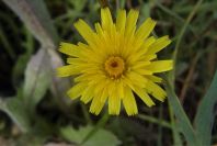 2003-04-22-001-Daisy-yellow