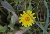 2003-04-22-002-Daisy-yellow