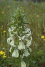 2003-04-22-003-Abelia