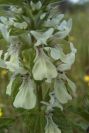2003-04-22-004-Abelia