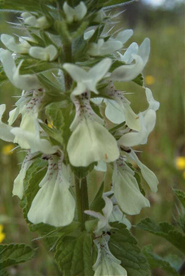 2003-04-22-004-Abelia