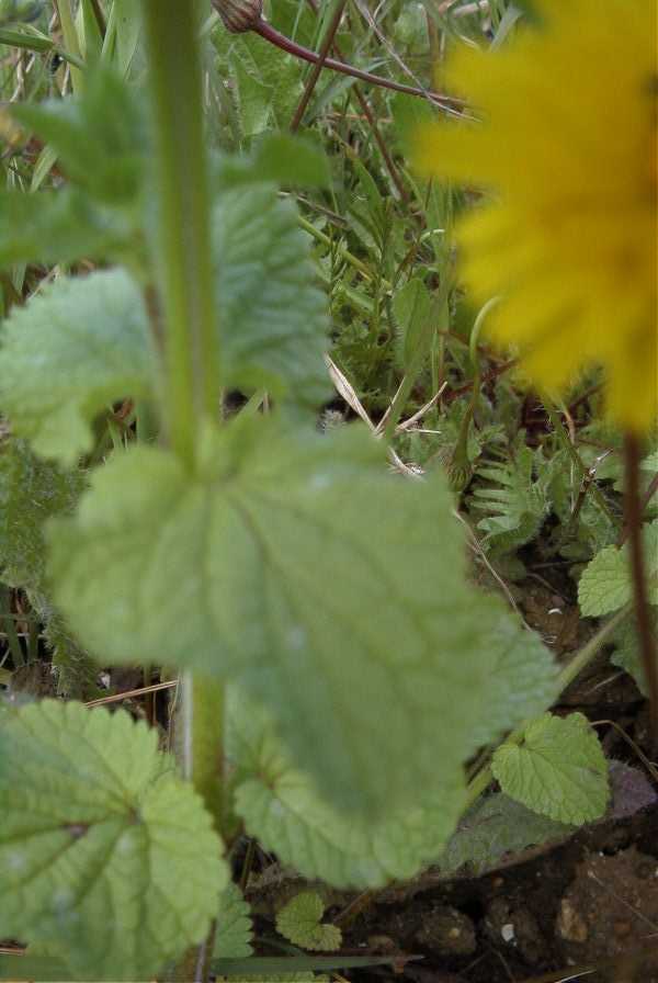 2003-04-22-005-Abelia