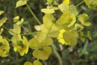 2003-04-22-006-Euphorbia