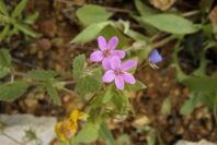 2003-04-23-001-Geranium-cranesbill