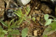 2003-04-23-002-Geranium-cranesbill