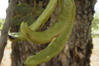 2003-04-23-003-Carob-tree