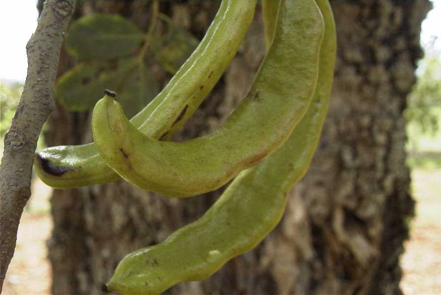 2003-04-23-003-Carob-tree