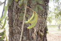 2003-04-23-004-Carob-tree