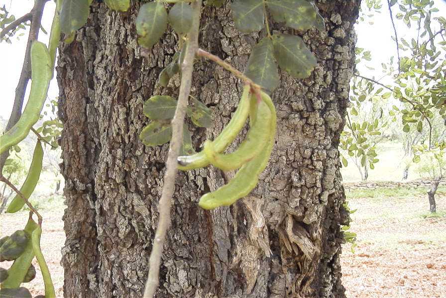 2003-04-23-004-Carob-tree