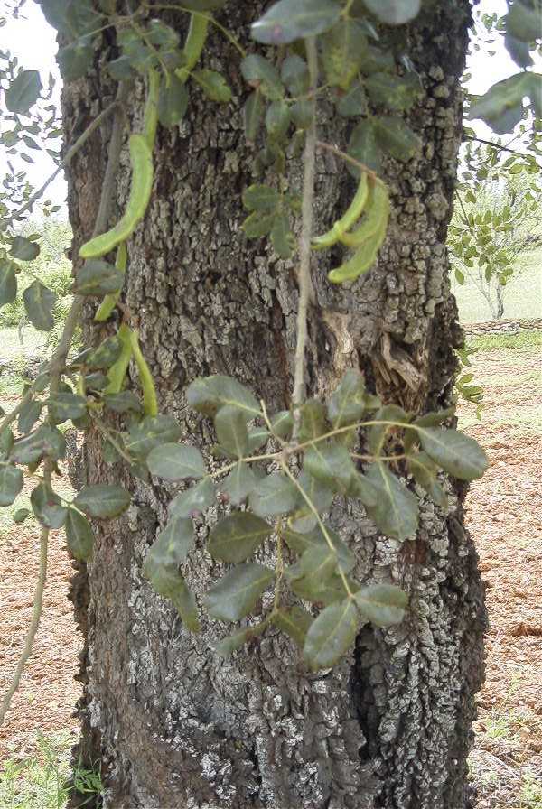 2003-04-23-005-Carob-tree