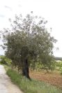 2003-04-23-006-Carob-tree