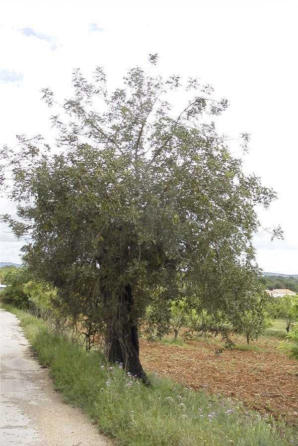 2003-04-23-006-Carob-tree